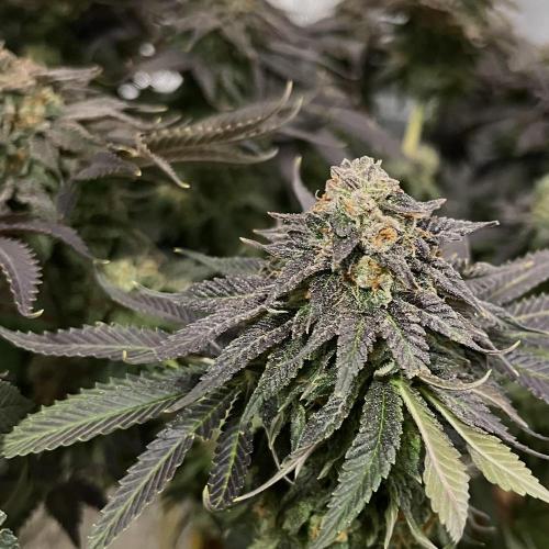 Animorph Mints & Señor Piña v.2. Week 13