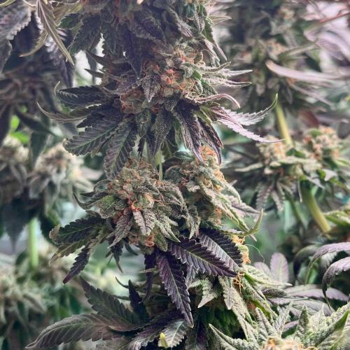 Animorph Mints & Señor Piña v.2. Week 13