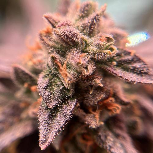 Animorph Mints & Señor Piña v.2. Week 13