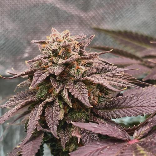 Animorph Mints & Señor Piña v.2. Week 13