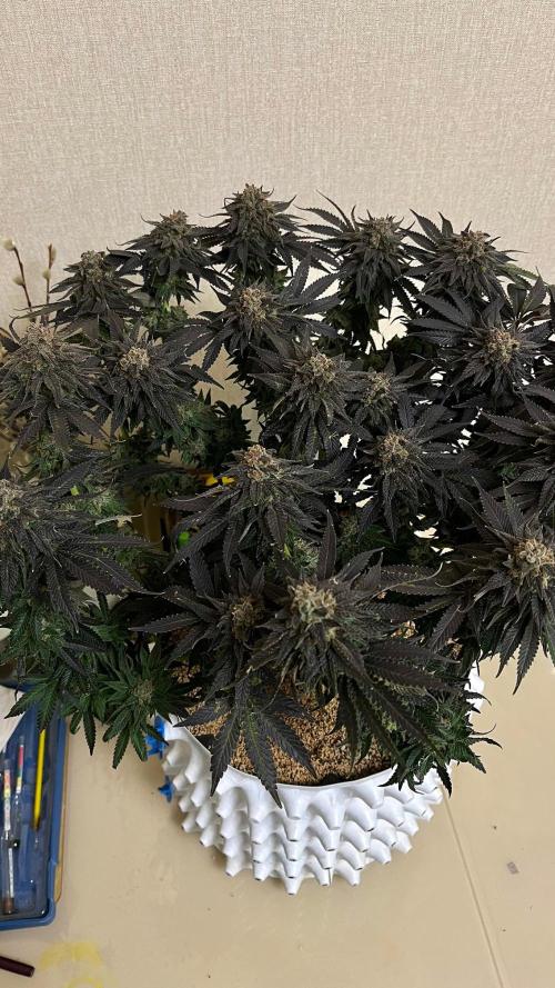Animorph Mints & Señor Piña v.2. Week 14