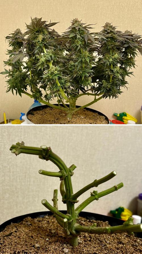 Animorph Mints & Señor Piña v.2. Week 14