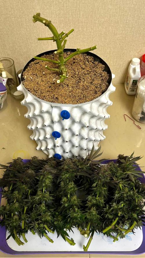 Animorph Mints & Señor Piña v.2. Week 14