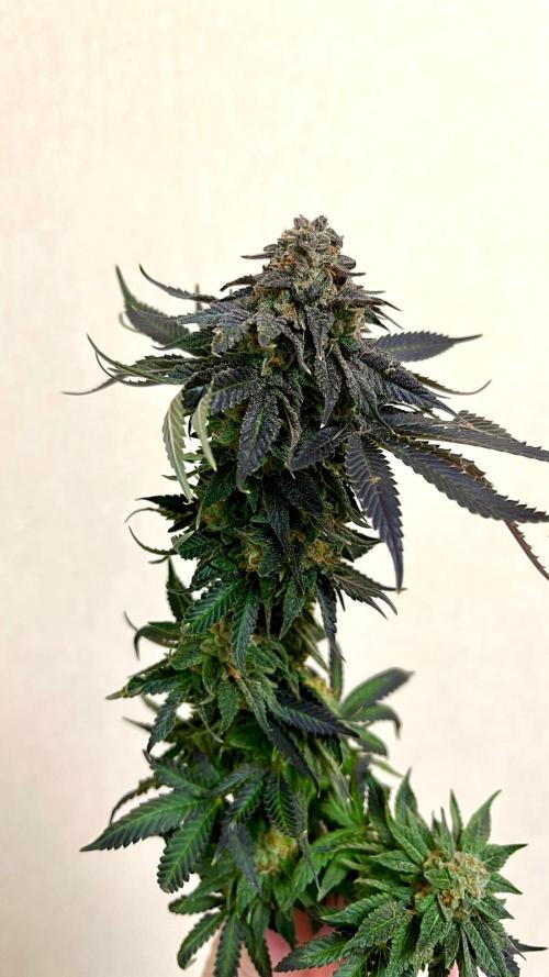 Animorph Mints & Señor Piña v.2. Week 14
