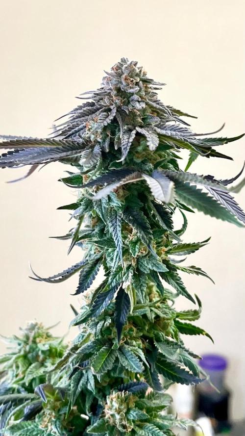 Animorph Mints & Señor Piña v.2. Week 14