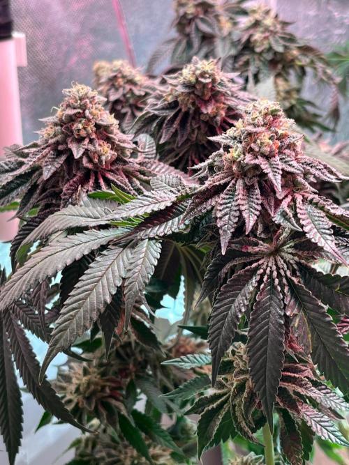 Animorph Mints & Señor Piña v.2. Week 14