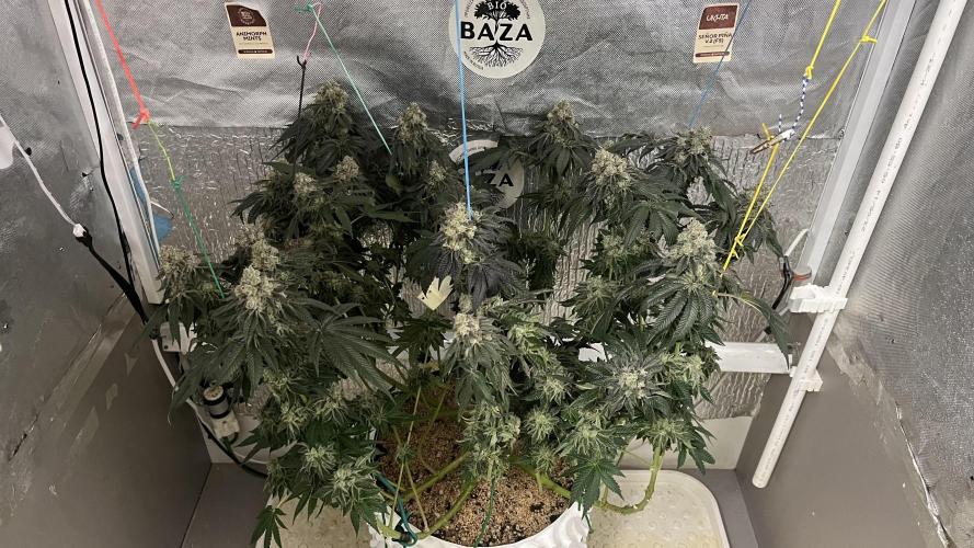 Animorph Mints & Señor Piña v.2. Week 15