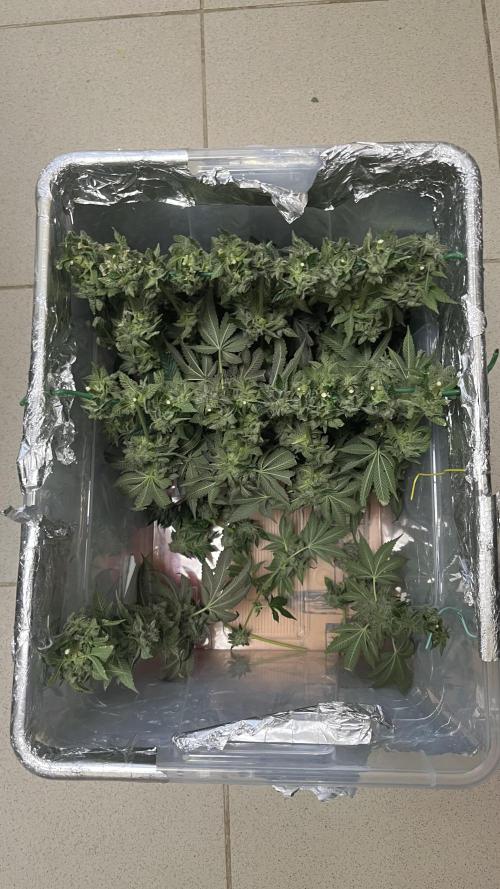 Animorph Mints & Señor Piña v.2. Week 15