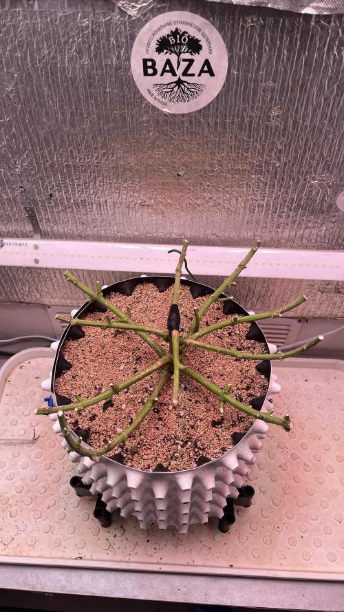 Animorph Mints & Señor Piña v.2. Week 15