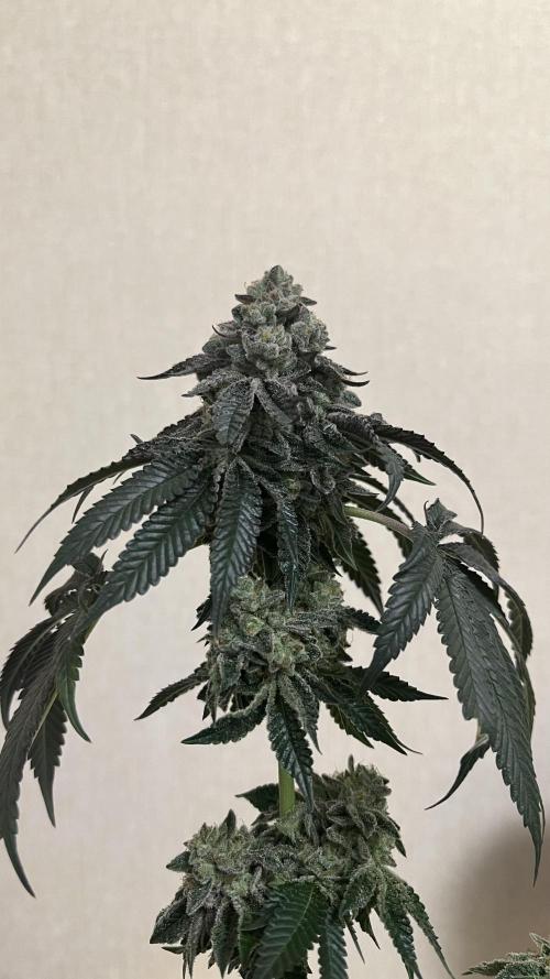 Animorph Mints & Señor Piña v.2. Week 15