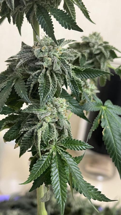 Animorph Mints & Señor Piña v.2. Week 15
