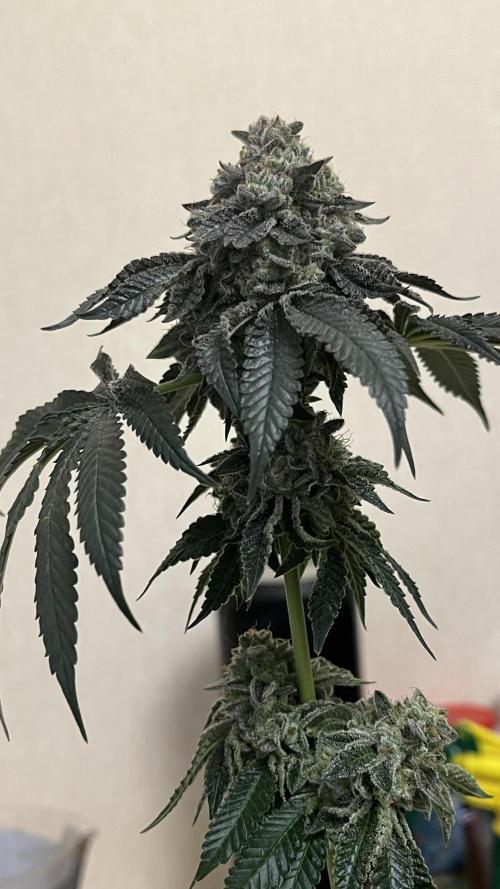 Animorph Mints & Señor Piña v.2. Week 15