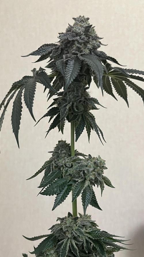 Animorph Mints & Señor Piña v.2. Week 15