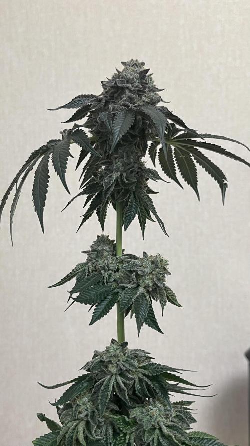 Animorph Mints & Señor Piña v.2. Week 15