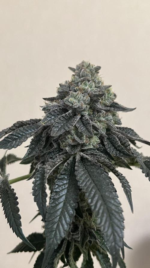 Animorph Mints & Señor Piña v.2. Week 15