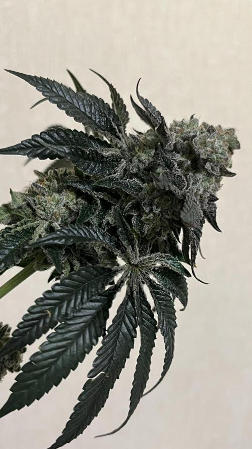 Animorph Mints & Señor Piña v.2. Week 15