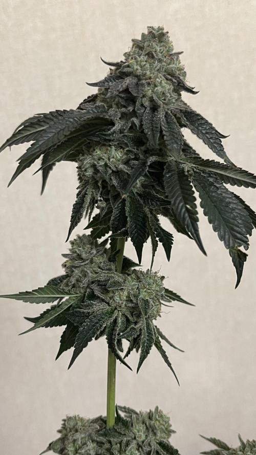 Animorph Mints & Señor Piña v.2. Week 15