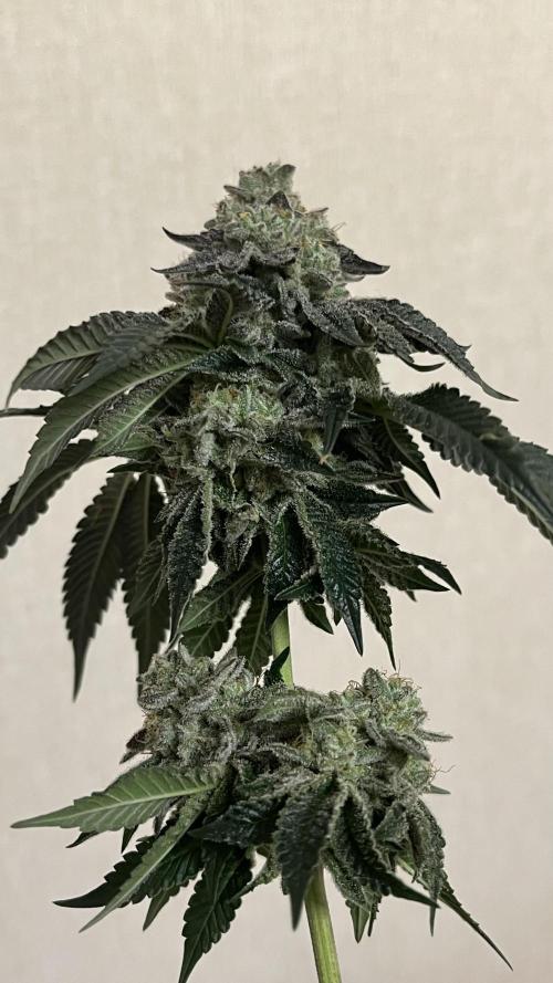 Animorph Mints & Señor Piña v.2. Week 15