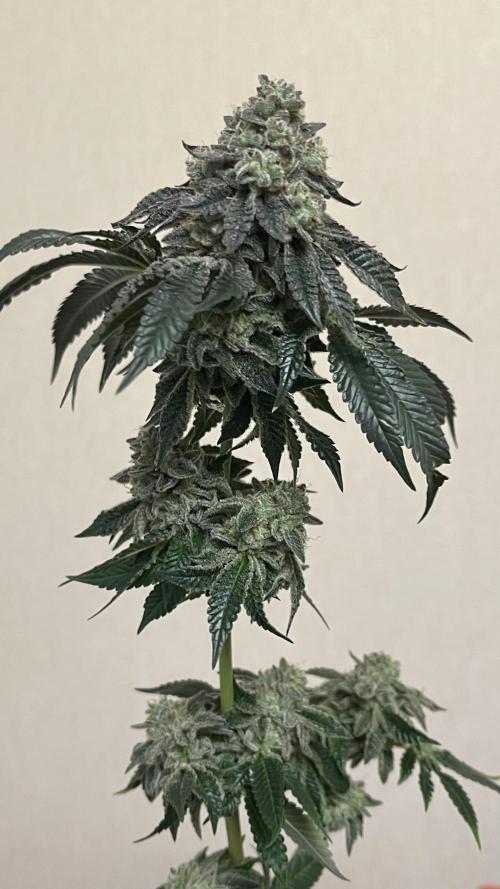 Animorph Mints & Señor Piña v.2. Week 15