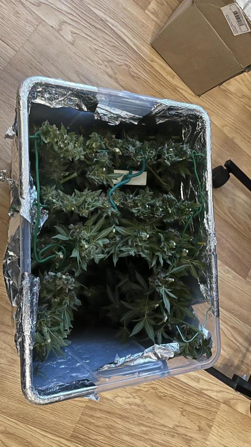 Animorph Mints & Señor Piña v.2. Week 15