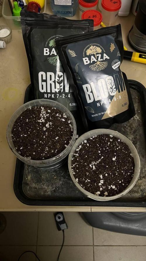 Runts & Polar Gelato. Week 0 - Горшки 1 литр — Bio Baza Grow 1 г/литр субстрата
