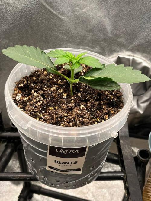 Runts & Polar Gelato. Week 2