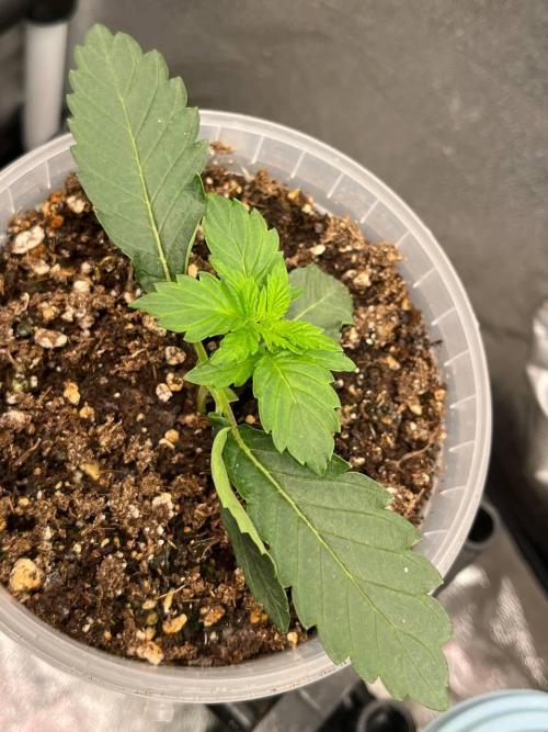 Runts & Polar Gelato. Week 2