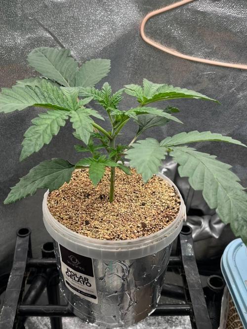 Runts & Polar Gelato. Week 2