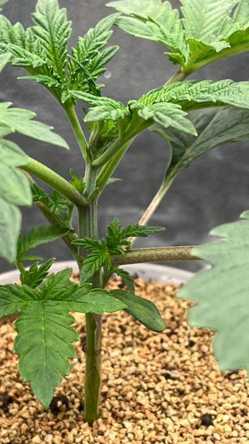 Runts & Polar Gelato. Week 2