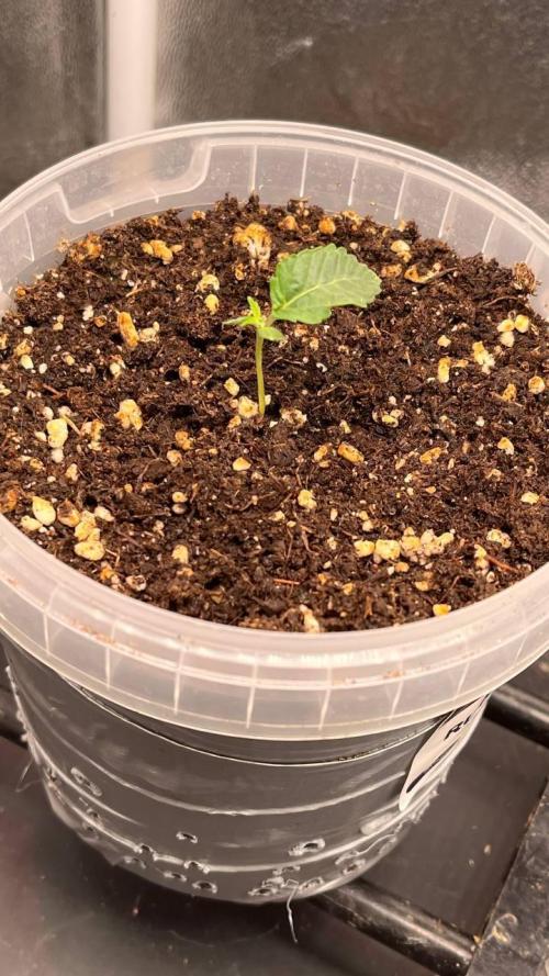 Runts & Polar Gelato. Week 1