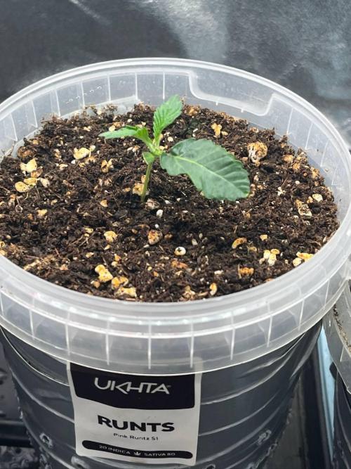 Runts & Polar Gelato. Week 1