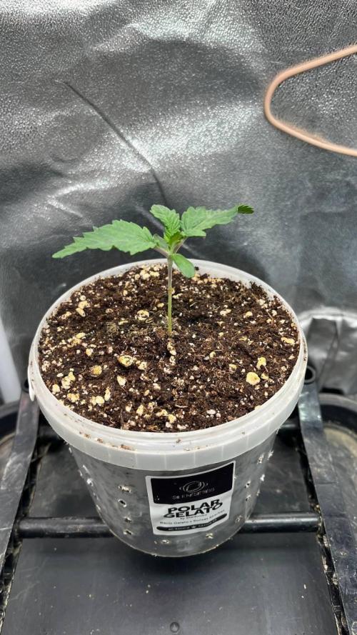 Runts & Polar Gelato. Week 1