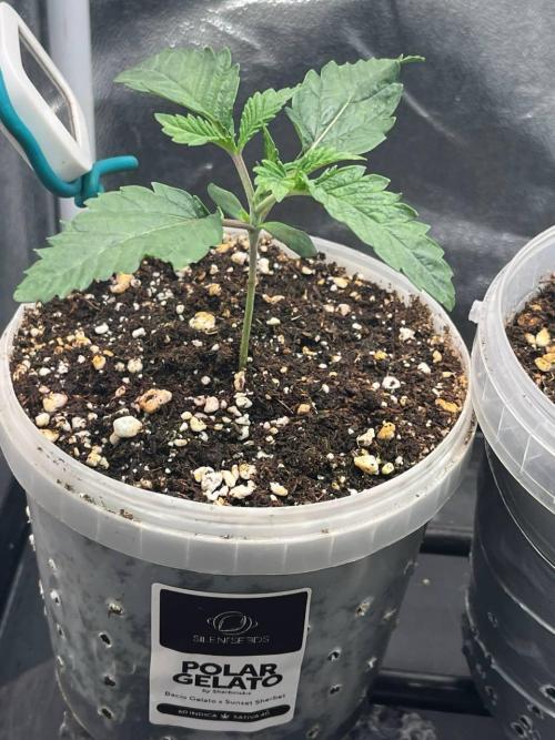 Runts & Polar Gelato. Week 1