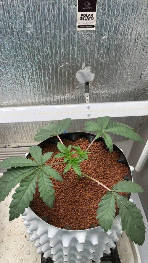 Runts & Polar Gelato. Week 5