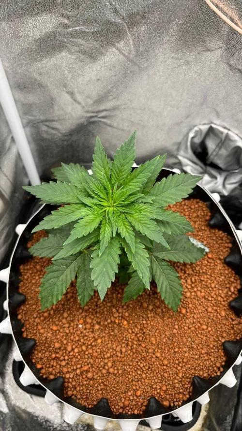 Runts & Polar Gelato. Week 5