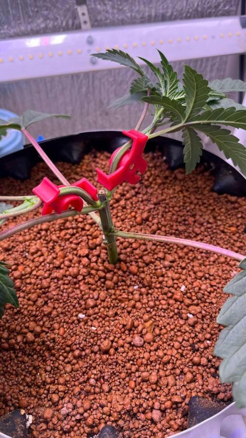 Runts & Polar Gelato. Week 5