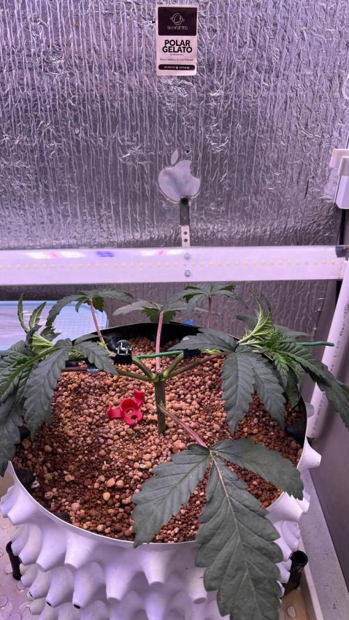 Runts & Polar Gelato. Week 5