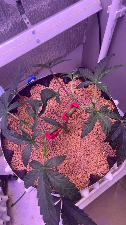 Runts & Polar Gelato. Week 5