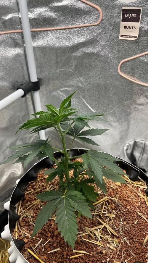 Runts & Polar Gelato. Week 5