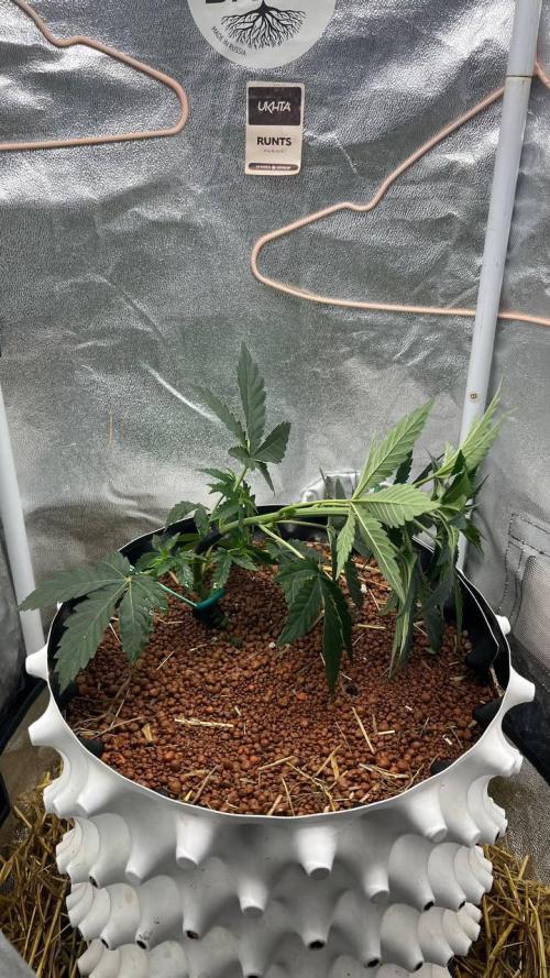 Runts & Polar Gelato. Week 5