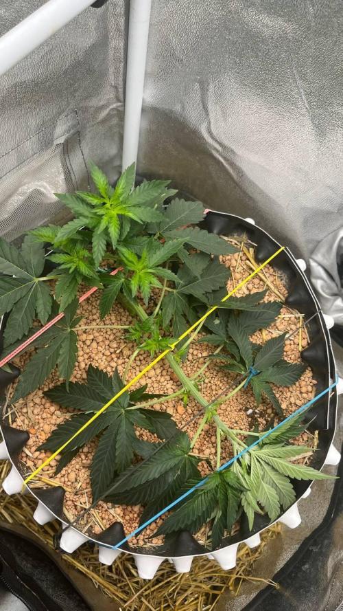 Runts & Polar Gelato. Week 5