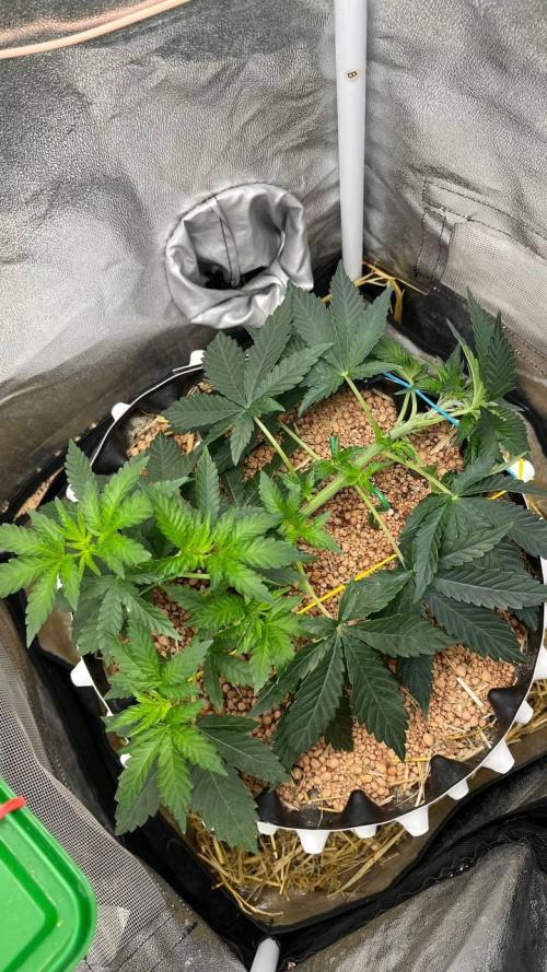 Runts & Polar Gelato. Week 6