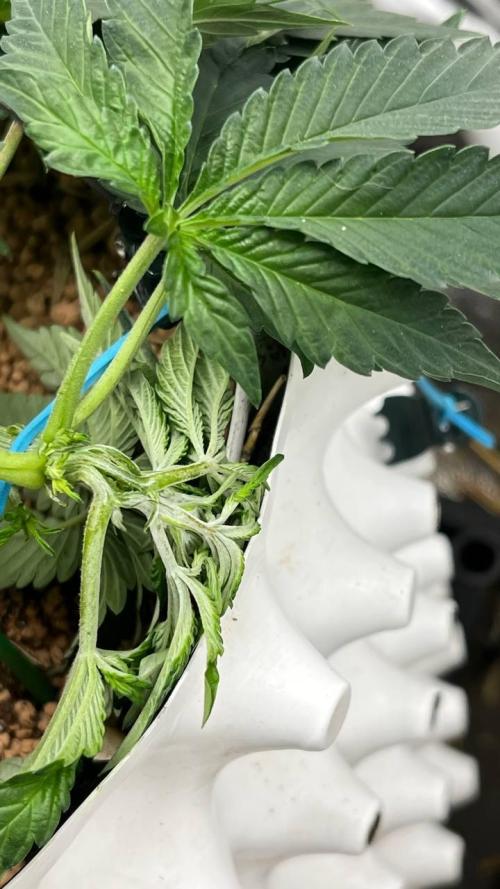Runts & Polar Gelato. Week 6