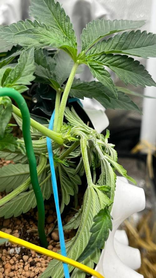 Runts & Polar Gelato. Week 6