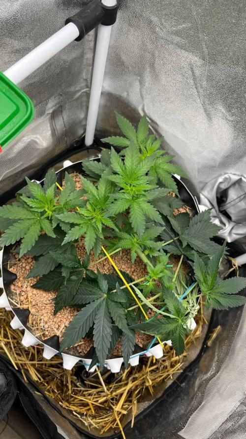 Runts & Polar Gelato. Week 6