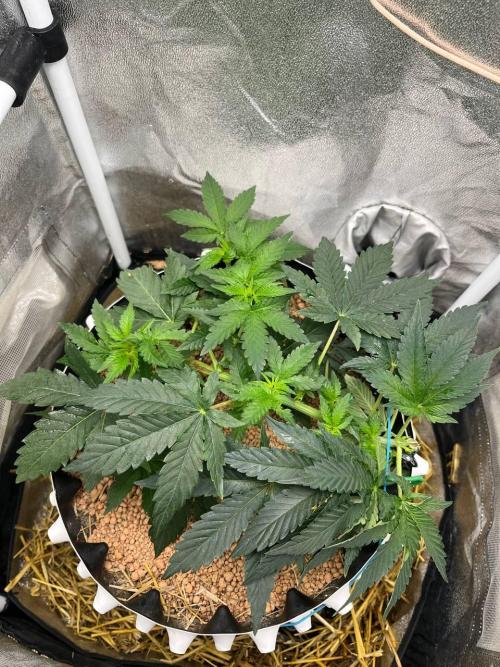 Runts & Polar Gelato. Week 6