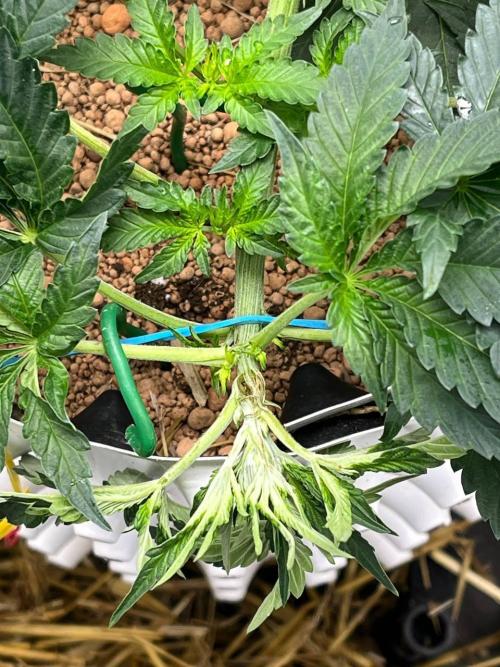 Runts & Polar Gelato. Week 6
