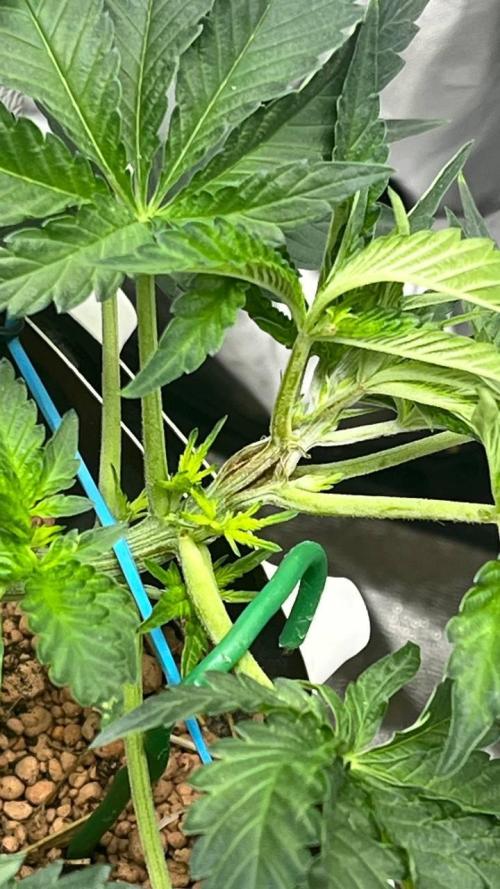 Runts & Polar Gelato. Week 6