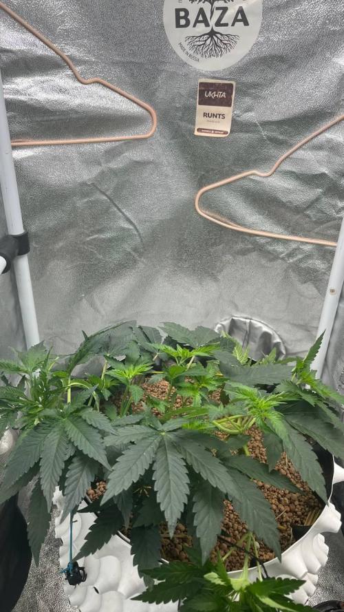 Runts & Polar Gelato. Week 6