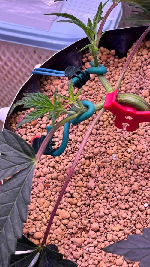 Runts & Polar Gelato. Week 6